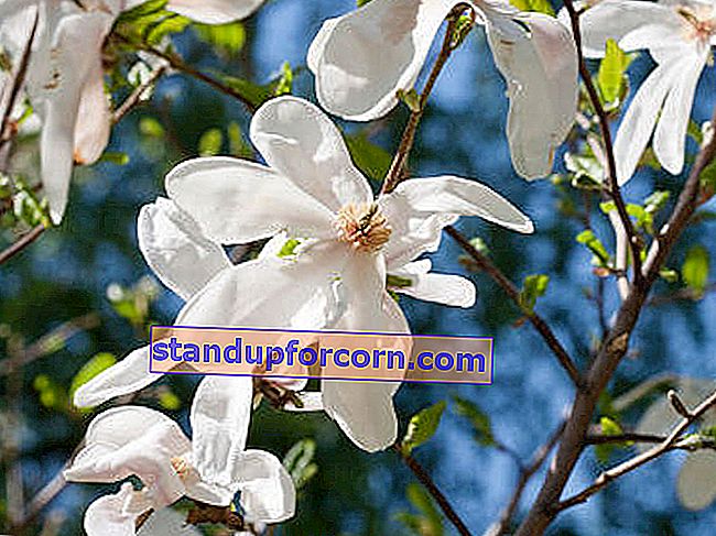 Magnolia stellata zied kopš marta