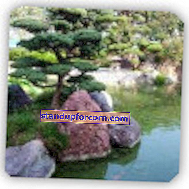 Japon tarzı bahçe