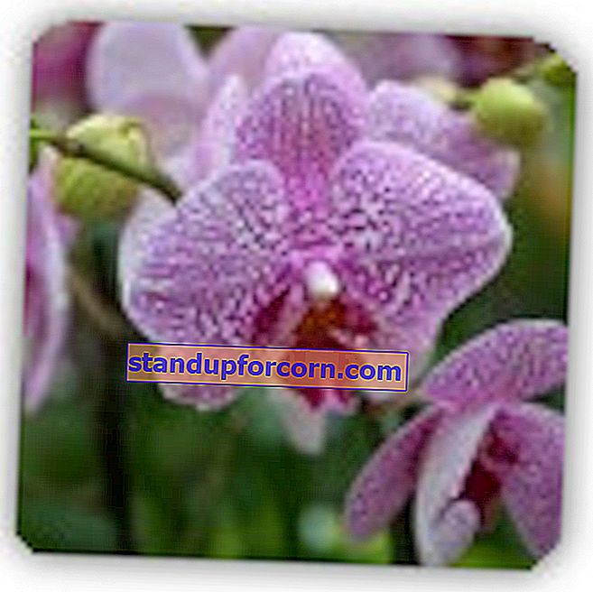 orhidejas