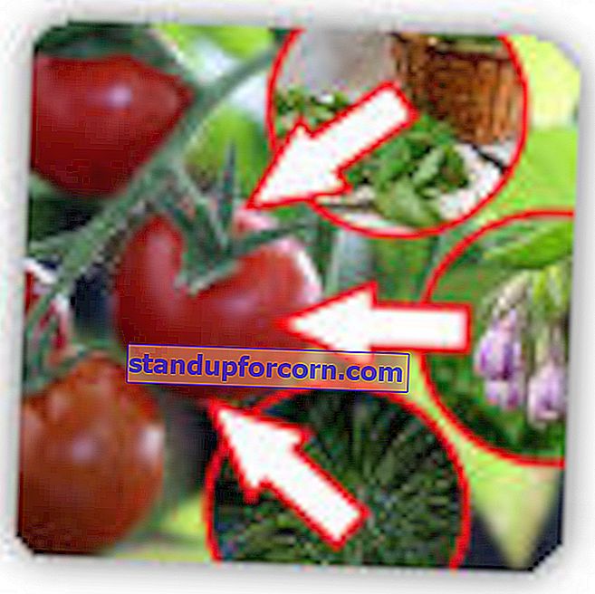 3 organisko tomātu izsmidzināšana.  Kā izsmidzināt tomātus, lai tie izaugtu garšīgi un veselīgi?