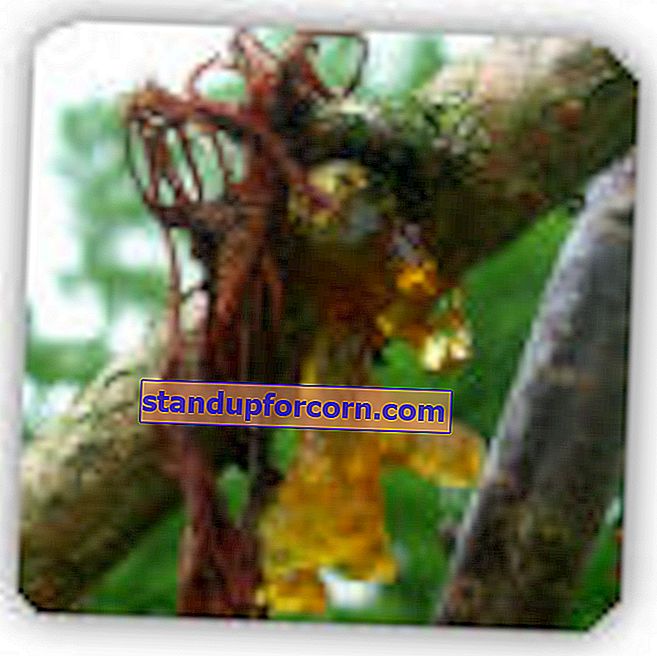 Augļu koku baktēriju vēzis - simptomi, apkarošana