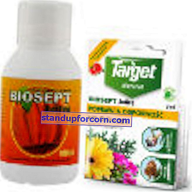 Biosept Active 33 SL - kullanım, yorumlar, fiyat