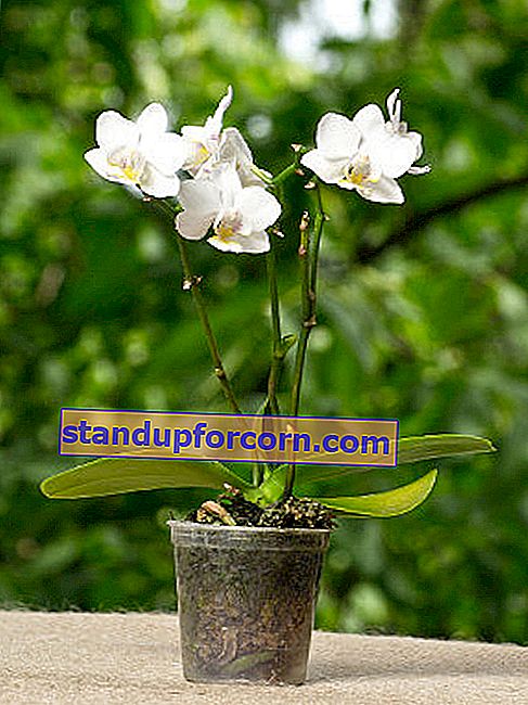 orhideju pārstādīšana