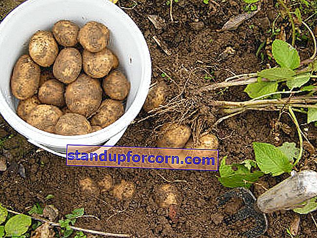 Kartupeļi - audzēšana zemes gabalā