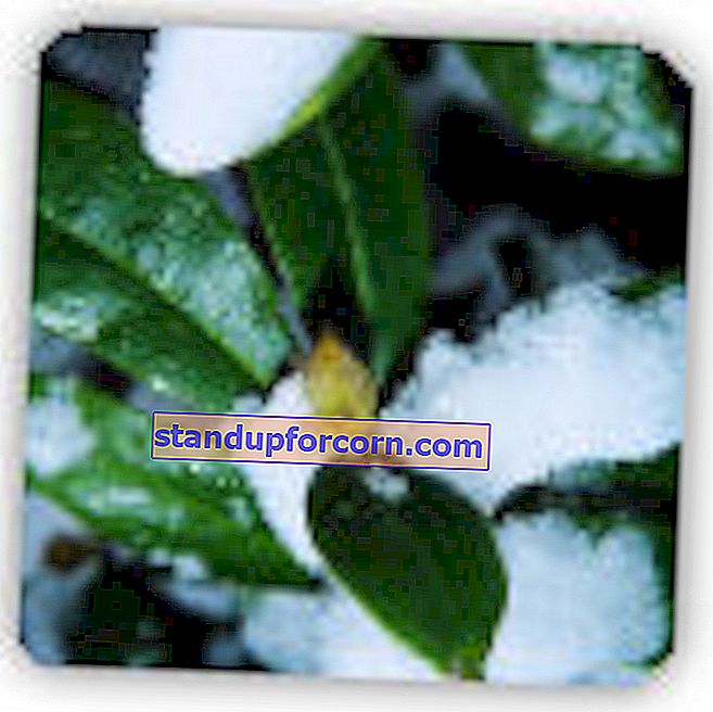 Kā ziemai pasargāt rododendrus