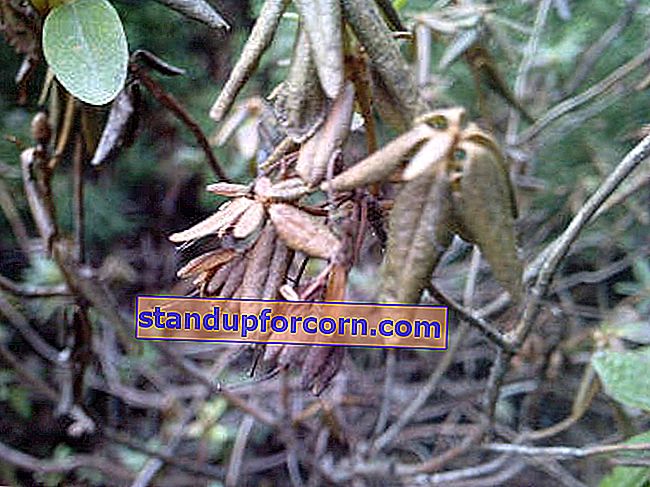 rododendru fitoftoroze