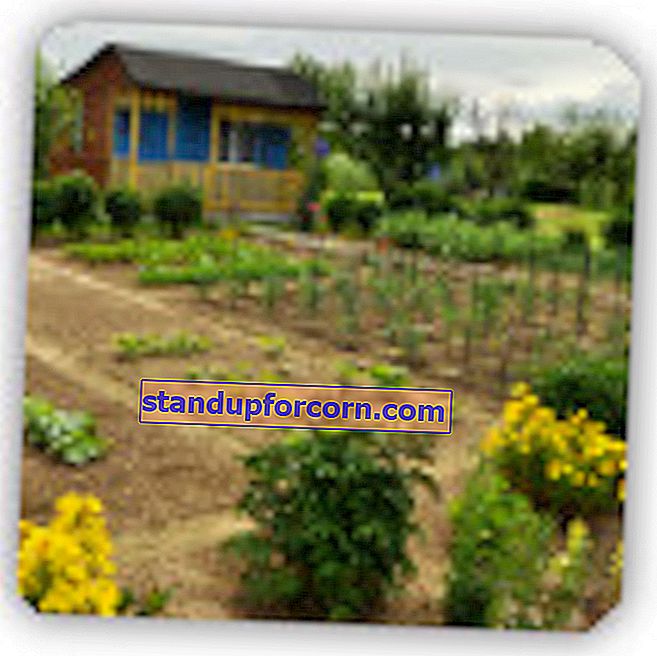 Kā plānot dārzeņu dārzu