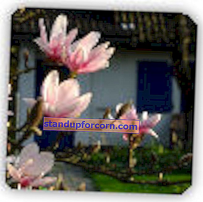Sådan beskyttes en magnolia om vinteren
