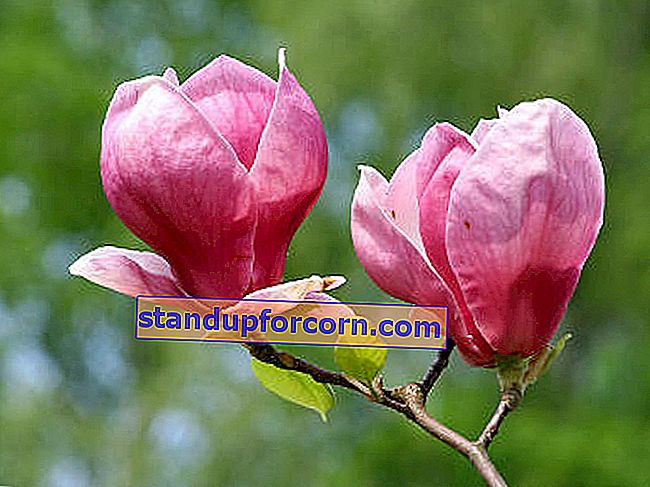 Magnolijas zied visbiežāk rozā un purpursarkanā nokrāsā