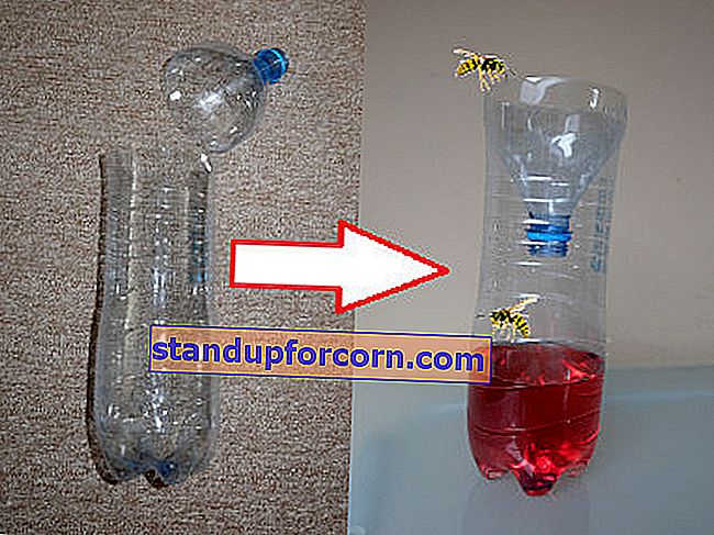vannflaskefelle for veps og hornets