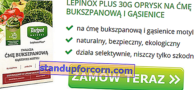 Lepinox Plus 30g izsmidzināšana uz buksusa kodes