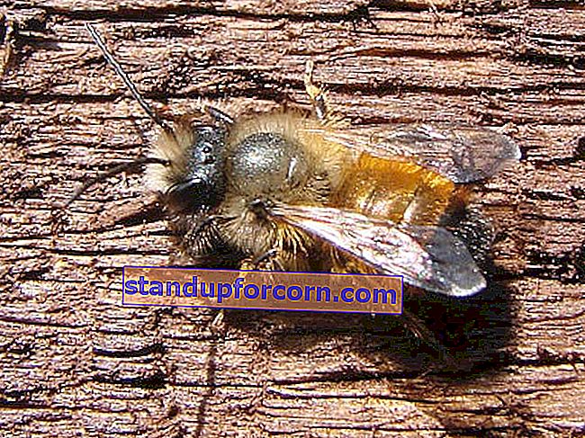 Sarkanā masona bite