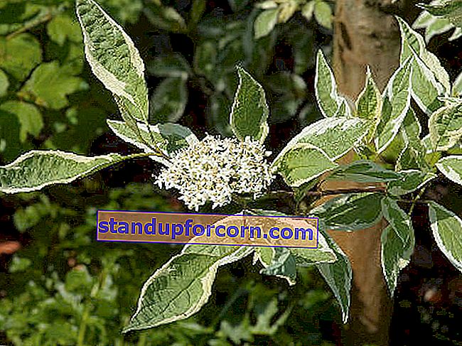 Elegantissima beyaz kızılcık