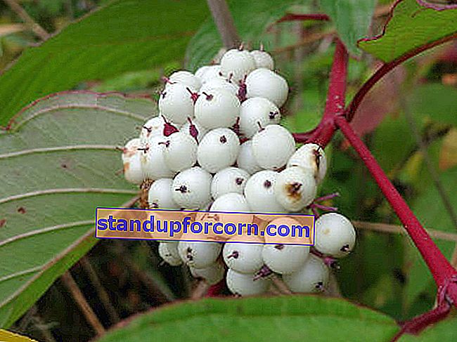 λευκό dogwood - φρούτα, κόκκινοι βλαστοί