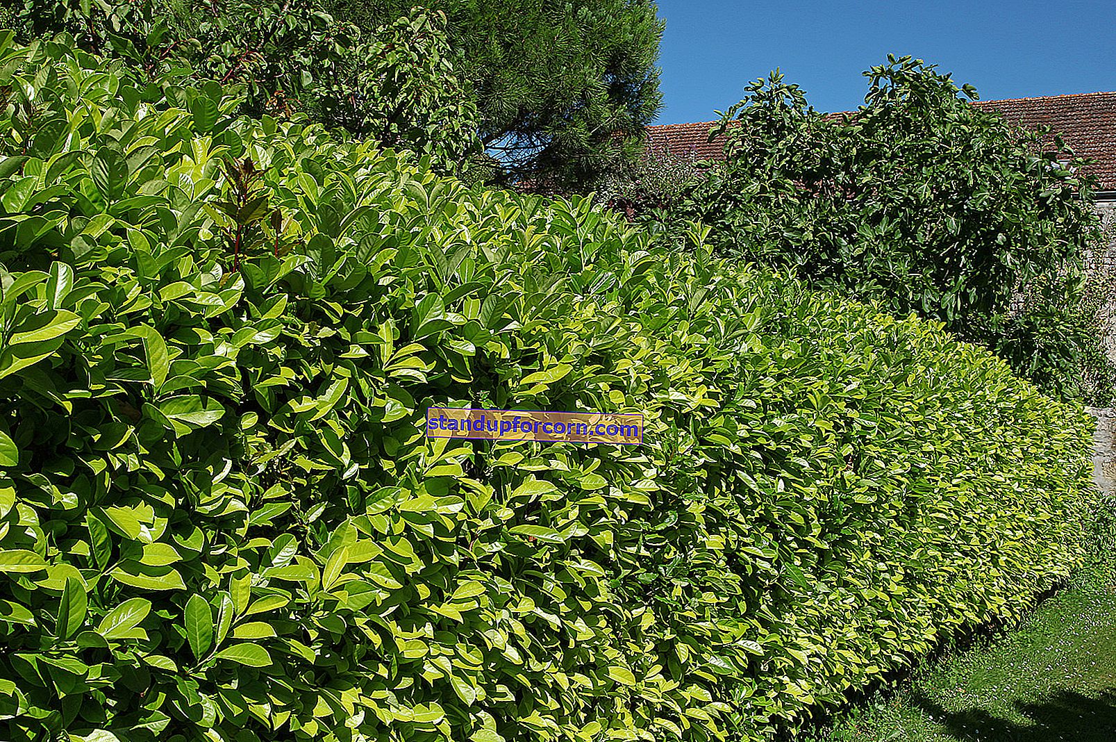 Evergreen lövfällande buskar för en häck