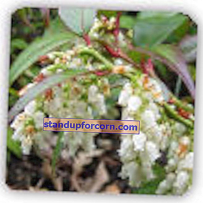 Laurelblade - dyrkning, sorter, opskæring