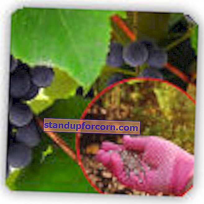 Hnojenie viniča.  Kedy a čím hnojiť vinič hroznorodý
