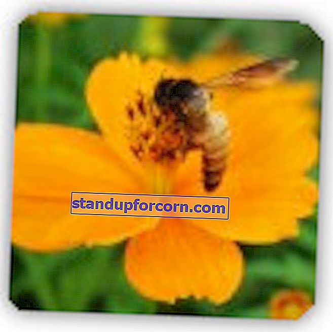 Arı dostu bir bahçe