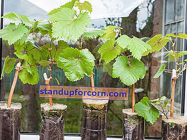 Reproduktion af vinranker.  Drueplanter
