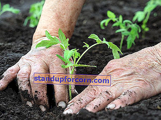hvordan man planter tomater i et drivhus