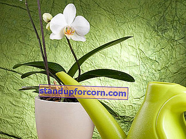 hur man vattnar en orkidé