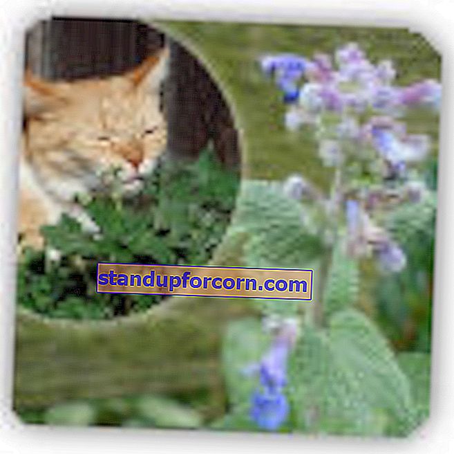 Faassen catnip - pestovanie, odrody, rozmnožovanie