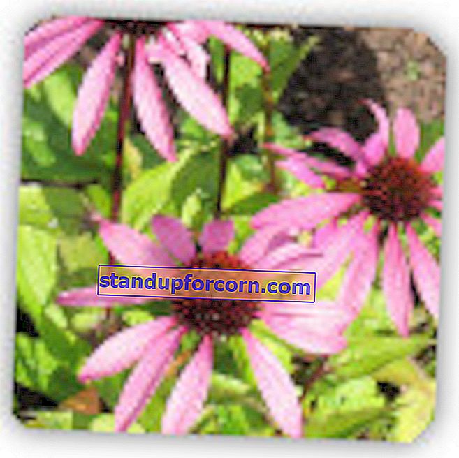 Echinacea purpurea - καλλιέργεια, εφαρμογή, ιδιότητες