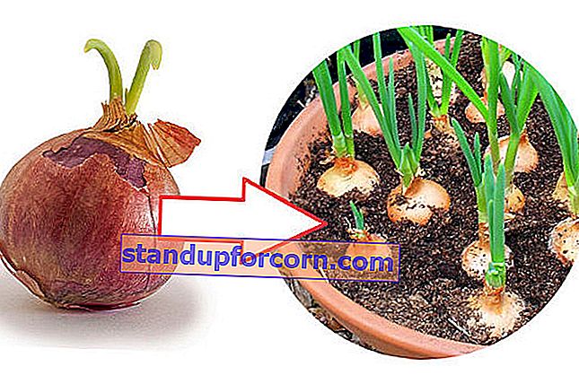 Hvordan plante løk til gressløk i en gryte