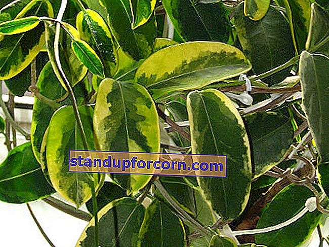 Kytica variegata stefanotis