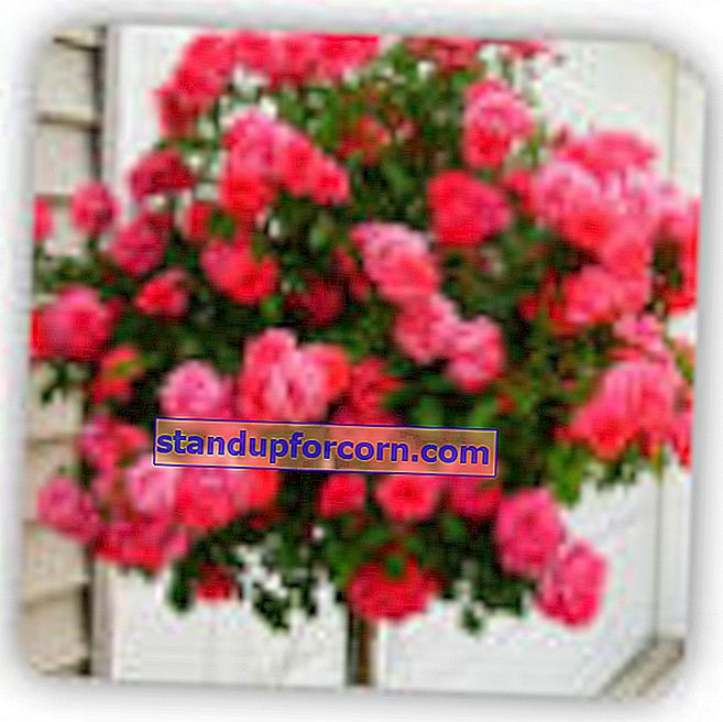 Πρότυπα τριαντάφυλλα - φροντίδα, ποικιλίες, πώς να φυτέψετε