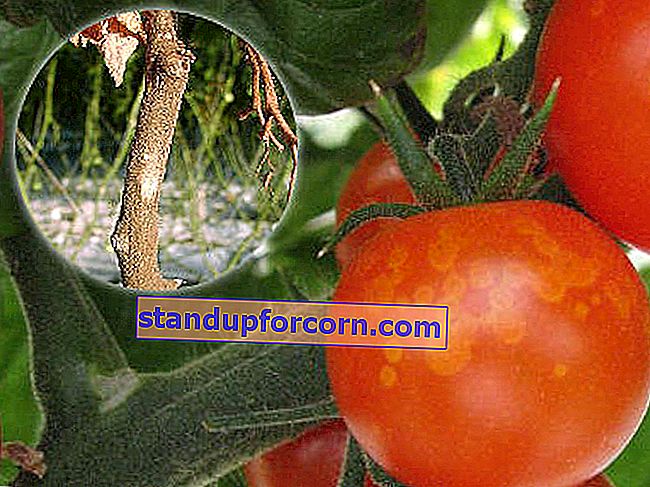 pomidorų ligos ir jų kontrolė