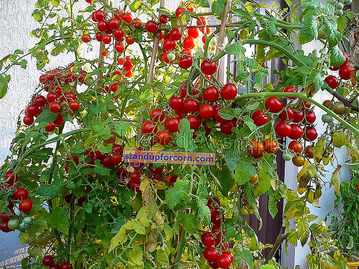 Fertilizando tomates. ¿Cómo y qué fertilizar los tomates?