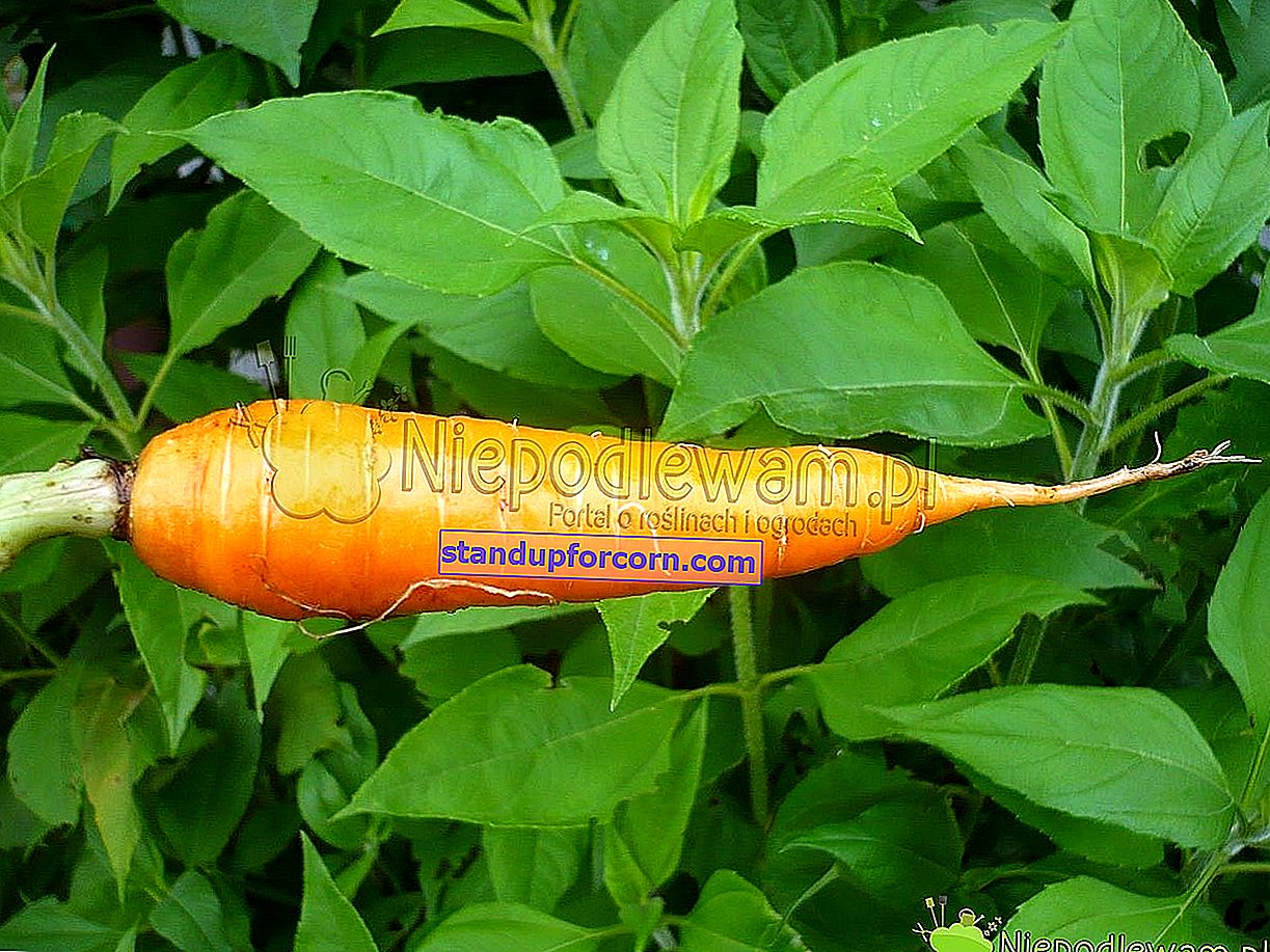 Καρότα - καλλιέργεια στο οικόπεδο, οι καλύτερες ποικιλίες
