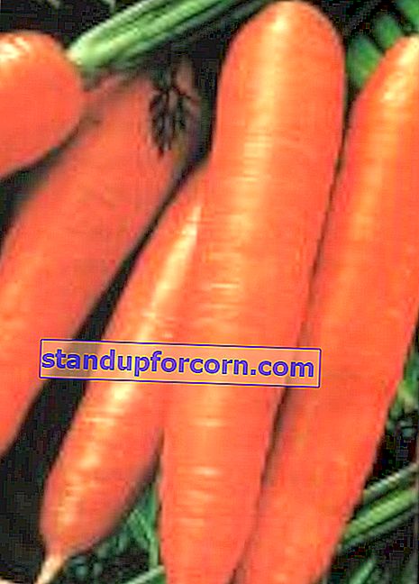 'Ambrosia gulerødder'
