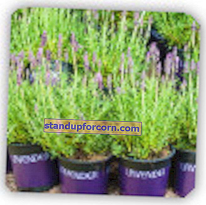 Lavendel - egenskaber, dyrkning i haven, opskæring, reproduktion