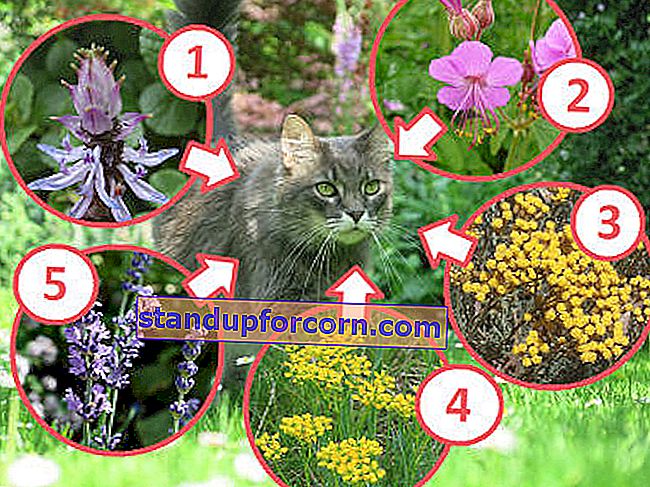 rastliny odpudzujúce mačky