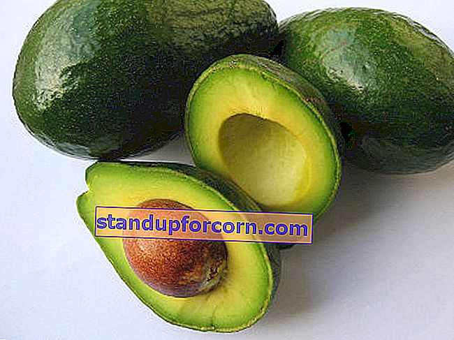 hvordan man dyrker en avocado fra en sten