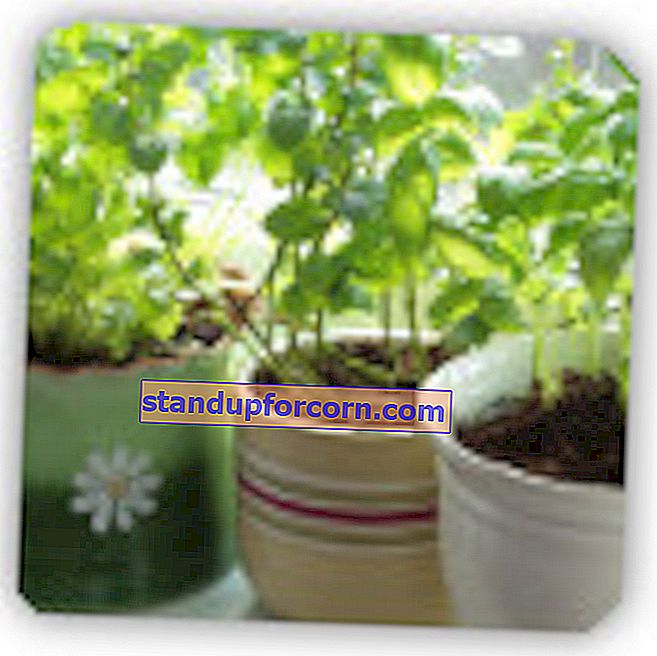 vaistažolės namuose - vaistažolių auginimas vazonuose