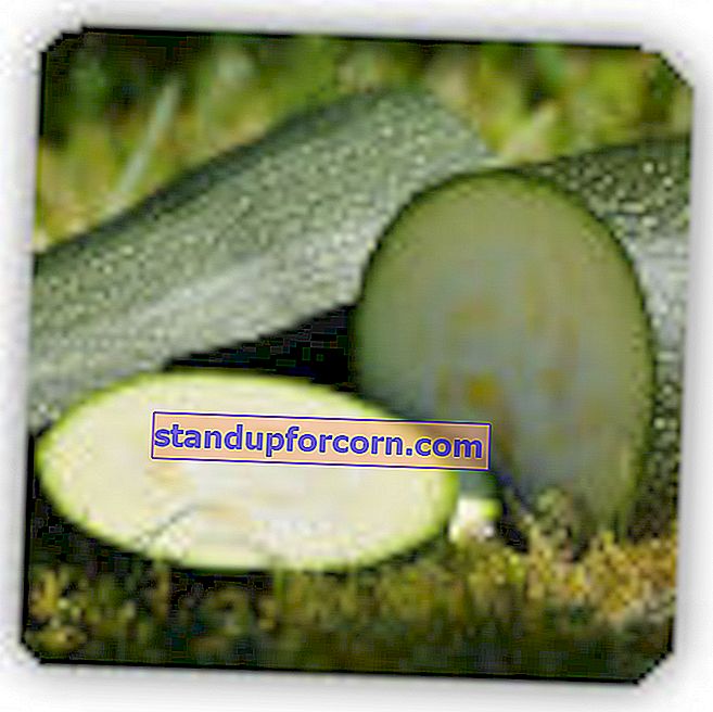 Zucchini - näringsvärden, odling i marken, sorter