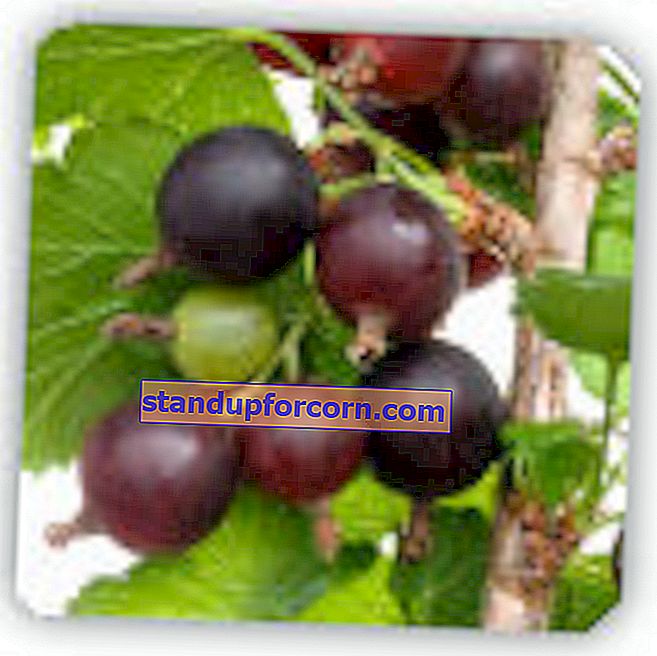 Vinbärsodling - sorter, odling, skärning