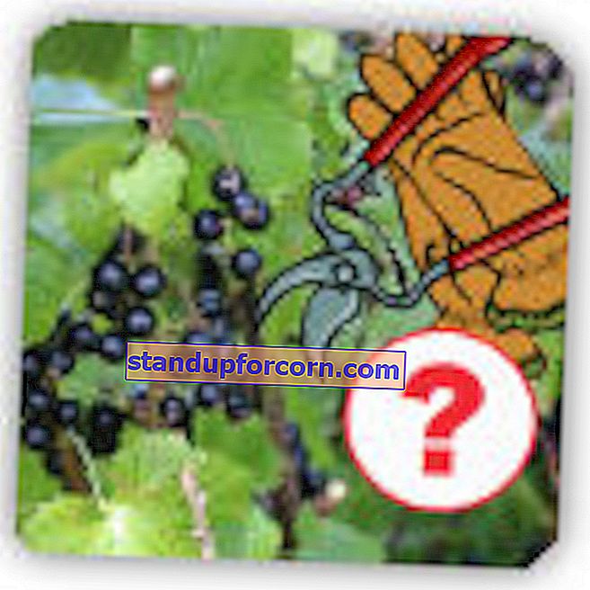 Beskärning av svarta vinbär.  Hur och när ska man trimma svart vinbär?