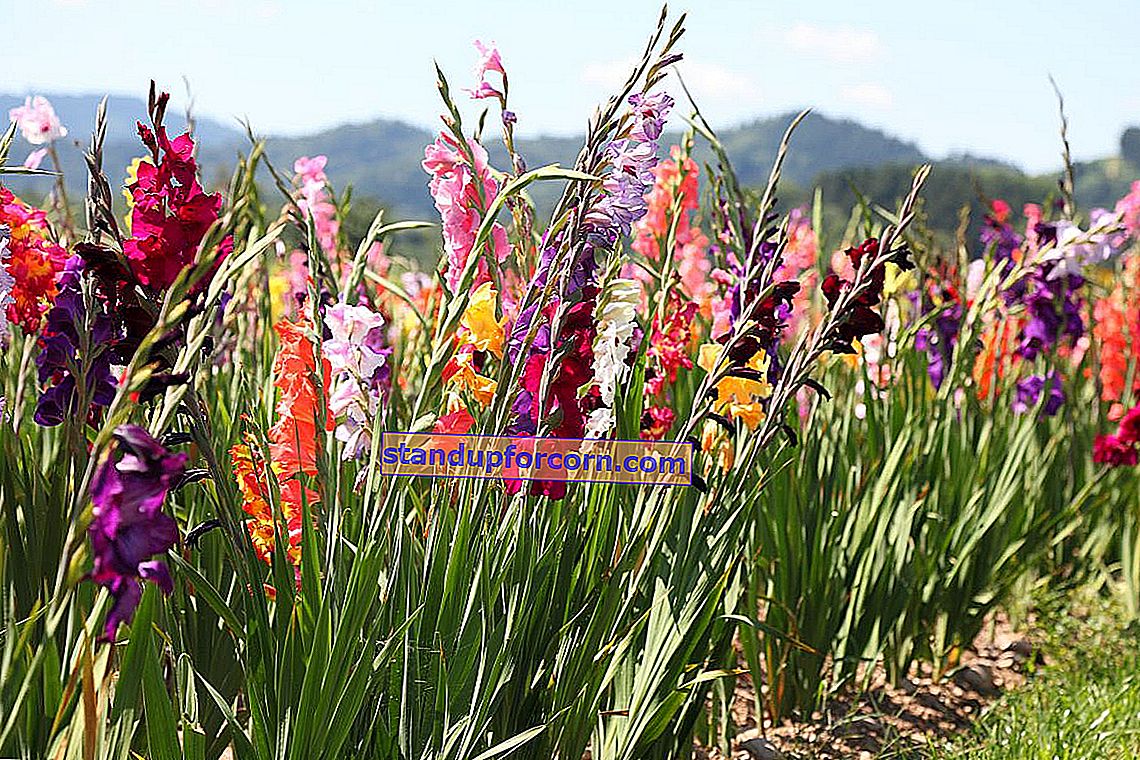 Gladiolus, Gladiolus - שתילה, טיפוח, זנים, חפירה