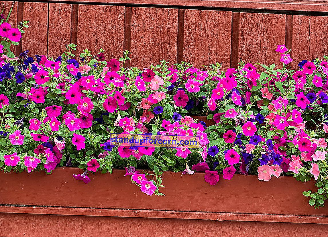 Blommor på en solig balkong