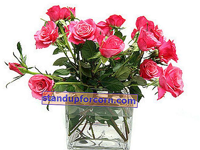 Rožės vazoje