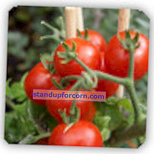 Pomidorai - sėjimas, sodinimas, auginimas, veislės