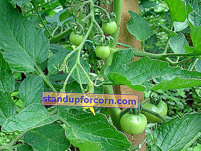 tomatblad krøller