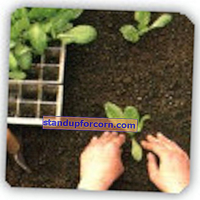 dyrkning af grøntsager fra kimplanter
