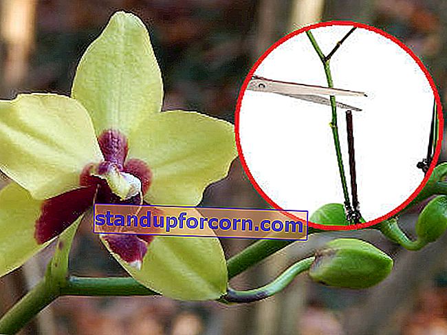orkidépleie etter blomstring