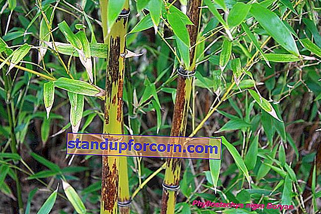 záhradný bambus