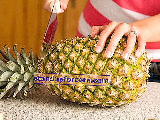 ako pestovať ananás doma